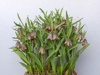 Fritillaria 'Lentune Slate'